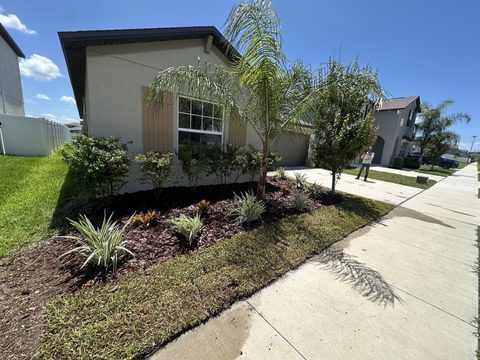 New front-yard bed of dark mulch with a palm, rounded shrubs and spiky variegated accent plants beside the sidewalk of a single-story Tampa Bay home
