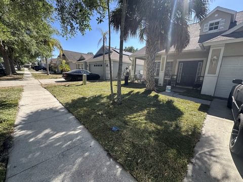 Front yard covered in new sod between the sidewalk and the driveway, shaded by tall palms, on a residential street in Tampa Bay